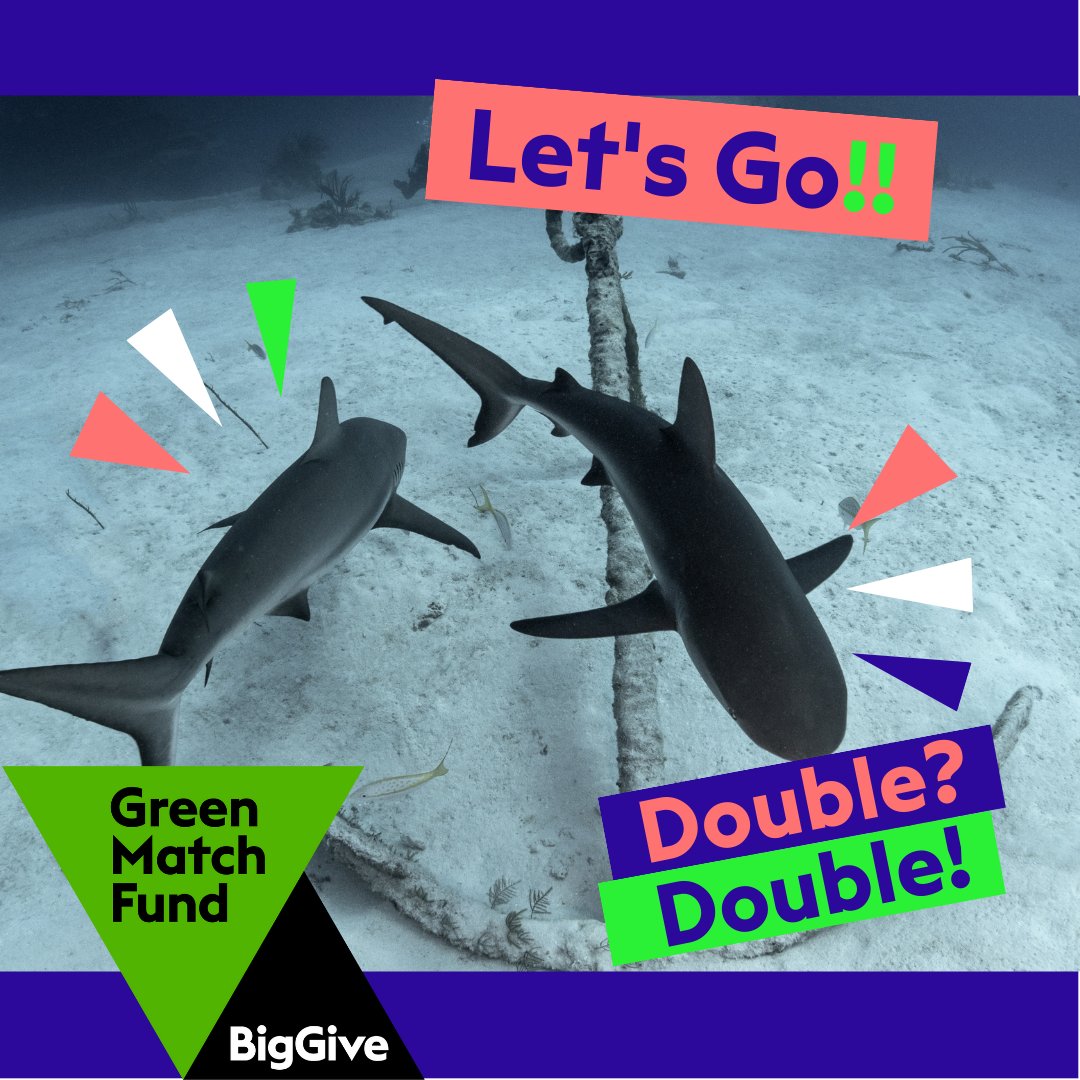 ONLY 1 DAY LEFT TO HAVE YOUR DONATIONS DOUBLED!! 

It’s the last 24hrs of the Green Match Fund by @BigGive. DOUBLE your impact to help high seas sharks!

#GreenMatchFund #BigGive #BigSharkPledge

sharktrust.org/bigsharkgive