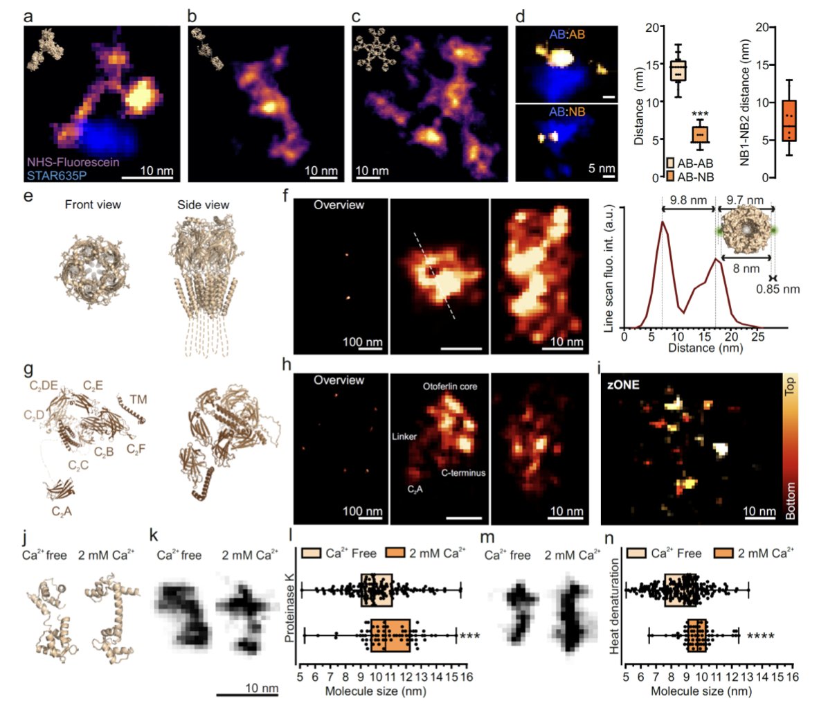 📸 ONE #microscopy images single proteins! Combining #FluorescenceImaging 10x expansion & fluctuation analysis 

Combining ONE & #smFRET is revolutionary for affordable #dynamic #structuralbiology & #openscience
🧵Below
📰bit.ly/3oIpyGW📰
💪bit.ly/EI-FLEX💪
1/10