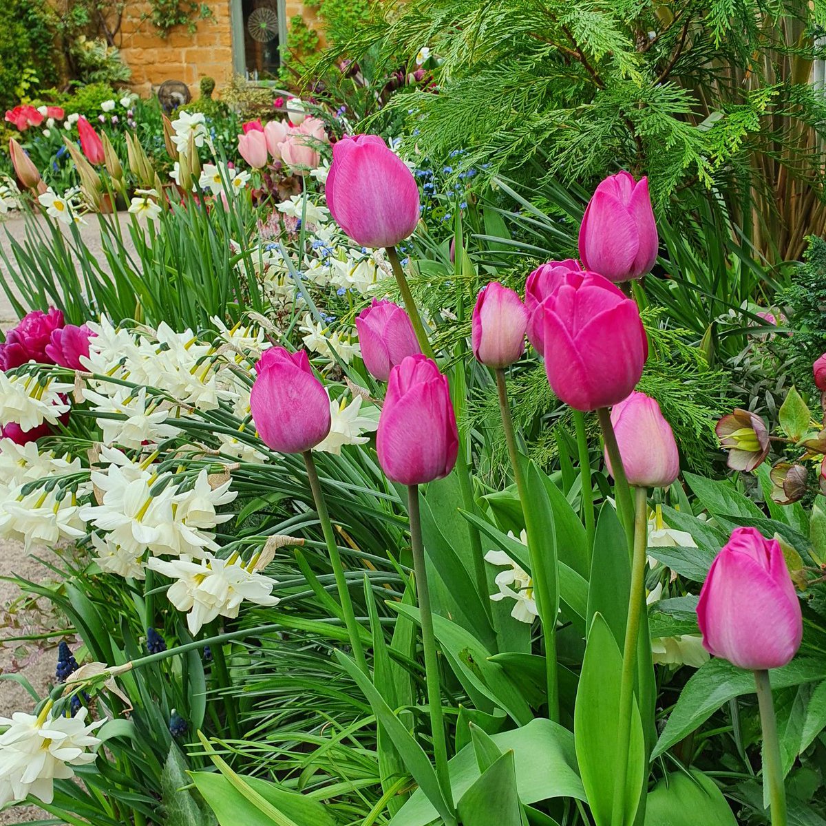 It's tulip time! Send us your pics 🌷🌷🌷 #GardenersWorld #Tulips #FlowersOnFriday #Gardening #InMyGarden #Spring