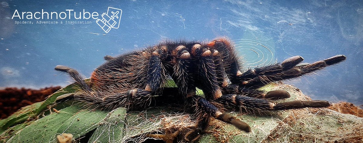 #chromatopelma #cyaneopubescens moulting RIGHT NOW 
#tarantula #spider #photography  #nature #naturephotography #naturelovers #picture #naturelover #in2nature #natureinspired