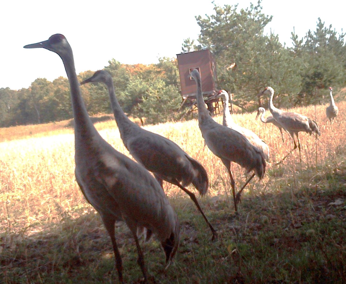 ObserverIsland's tweet photo. Sandhill cranes obligingly line up at the Birchwood-Jaeger preserve to be counted in the International Crane Foundation Annual Midwest Crane Count, Saturday, April 15, 2023.
#sandhillcranes #spring #washingtonislandwi https://t.co/4A0eVeJ3hA