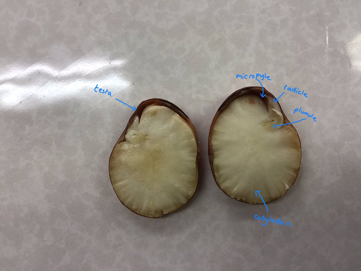 ExSchBio's tweet image. @ExeterSchoolUK L5th used their iPads to scientifically annotate our seed dissections. @padlet was the perfect tool for me to check their understanding 👍 #iPaded #scienceteacher @chatbiology @ASEChat #education #beans #seeds @SAPS_News