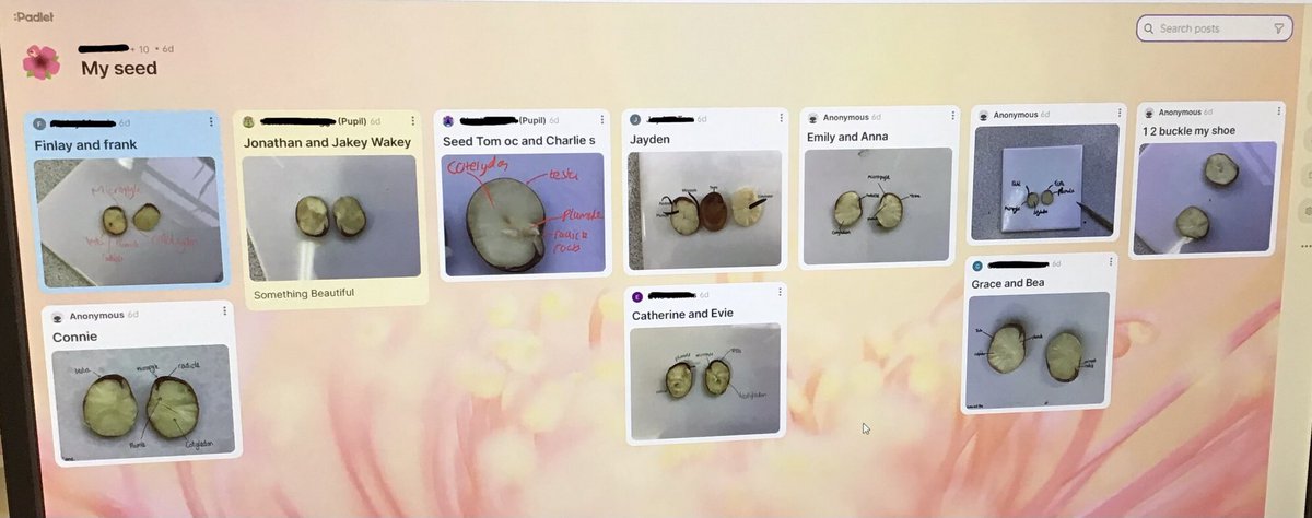 ExSchBio's tweet image. @ExeterSchoolUK L5th used their iPads to scientifically annotate our seed dissections. @padlet was the perfect tool for me to check their understanding 👍 #iPaded #scienceteacher @chatbiology @ASEChat #education #beans #seeds @SAPS_News