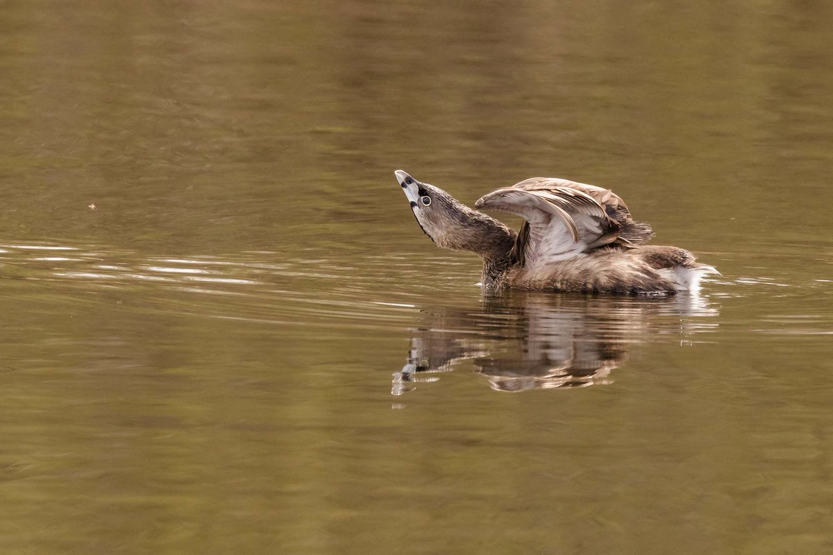 itaylorm2's tweet photo. #bird #wingspread #perched #seattlephotographer #seattlephotography #birdphotography #wildlifephotographer https://t.co/4jJ5dflAhd