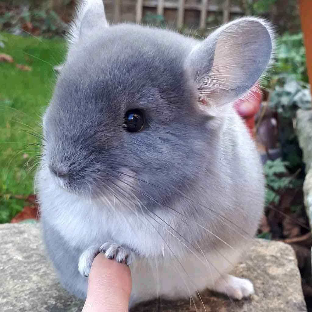 Chinchilla Every Hour (and a half) (@chinchillahour) on Twitter photo 