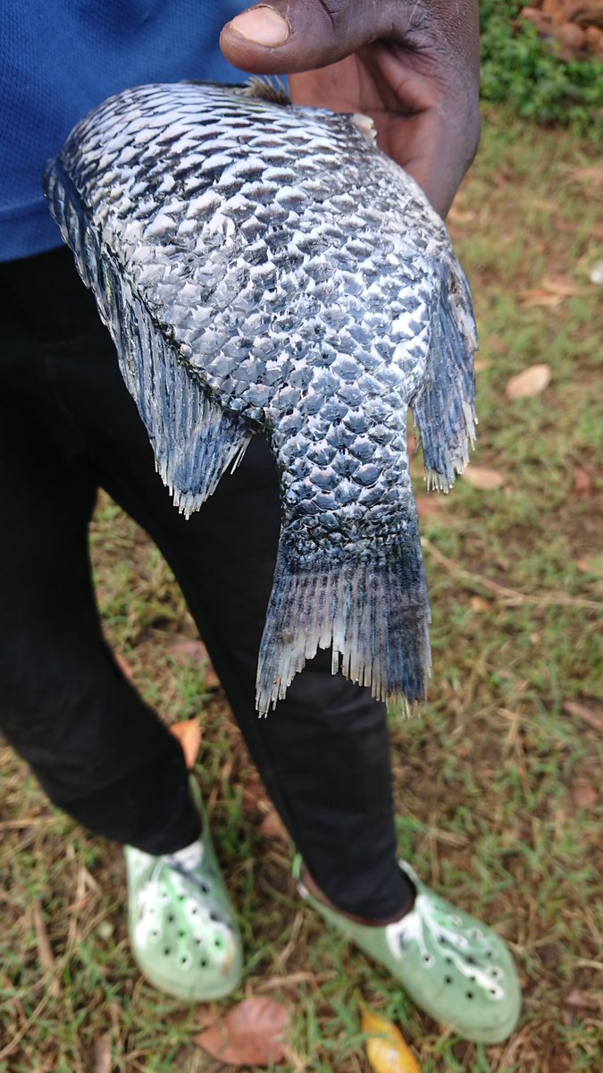 Which type of disease is this eating up fish fins?