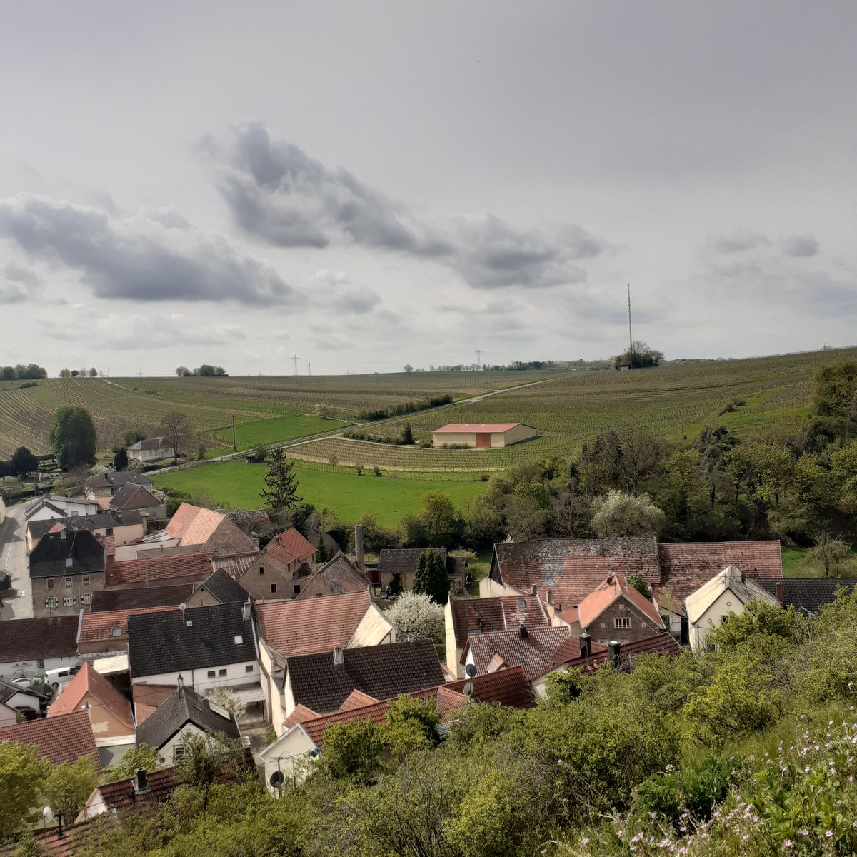 Nierstein - Schwabsburg - Rheinblick in schön 
#Gruessevonunterwegs 😊👋