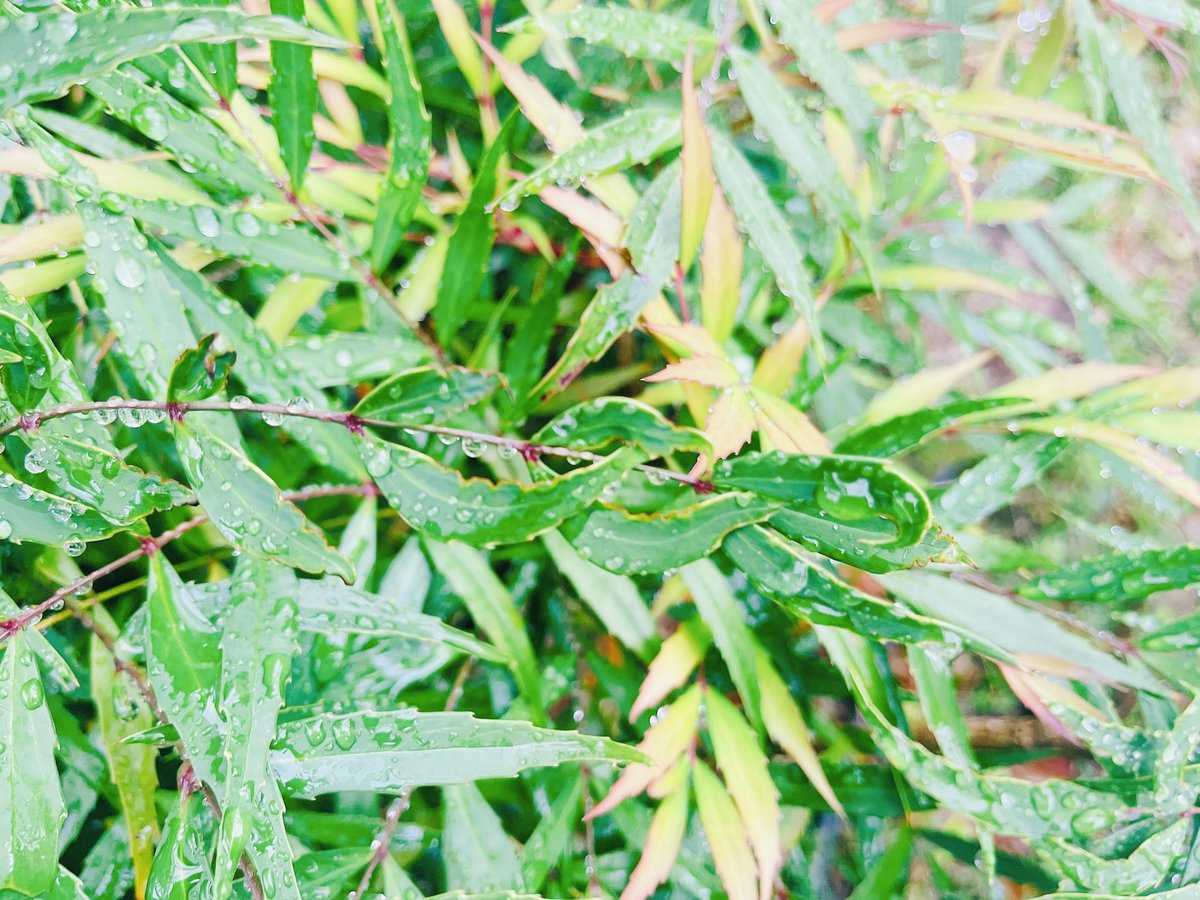 event_station's tweet photo. 今日は雨でした☔️
そんな中、見つけた葉っぱ。
真っ直ぐ生えるのではなく、なんか編み込み風に生えてました！

どうしてこんな風になるんでしょうね？
見ていて少し面白かったです♪

あと可愛いお花。
なんて言う花なんでょうね。
雨の日は憂鬱だけど、少し癒されました。

-粟生あきら- https://t.co/MtNxO0G7Qc