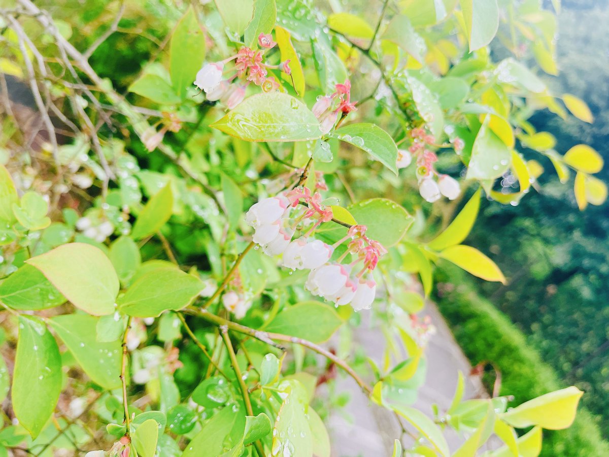 event_station's tweet photo. 今日は雨でした☔️
そんな中、見つけた葉っぱ。
真っ直ぐ生えるのではなく、なんか編み込み風に生えてました！

どうしてこんな風になるんでしょうね？
見ていて少し面白かったです♪

あと可愛いお花。
なんて言う花なんでょうね。
雨の日は憂鬱だけど、少し癒されました。

-粟生あきら- https://t.co/MtNxO0G7Qc