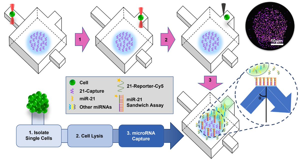 Vanessa Ho (@vanessaho_) on Twitter photo Exciting to see this work published from my PhD on quantifying miRNA in #singlecells using #microfluidics🦠🫧🔬! #LabOnAChip
Massive thank you to my supervisors <a href="/LouiseDResp/">Louise Donnelly</a> <a href="/COPDUK/">Peter Barnes group</a> <a href="/jrbaker88/">Jonathan Baker</a> David Klug and Keith Willison
<a href="/icbcdt/">ICB Centre of Doctoral Training</a> <a href="/impchemistry/">Imperial Chemistry</a> <a href="/ImperialNHLI/">NHLI</a> <a href="/ImperialSci/">Imperial Sciences</a> Exciting to see this work published from my PhD on quantifying miRNA in #singlecells using #microfluidics🦠🫧🔬! #LabOnAChip
Massive thank you to my supervisors <a href="/LouiseDResp/">Louise Donnelly</a> <a href="/COPDUK/">Peter Barnes group</a> <a href="/jrbaker88/">Jonathan Baker</a> David Klug and Keith Willison
<a href="/icbcdt/">ICB Centre of Doctoral Training</a> <a href="/impchemistry/">Imperial Chemistry</a> <a href="/ImperialNHLI/">NHLI</a> <a href="/ImperialSci/">Imperial Sciences</a>