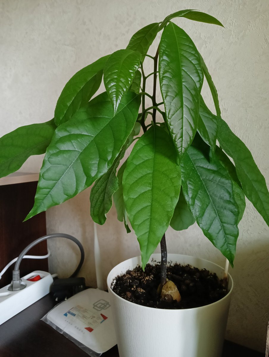 нужна помощь
придумать имена двум красавцам
1 пуасцентия
2 авокадик

живут без имён, думаю пора их как то назвать