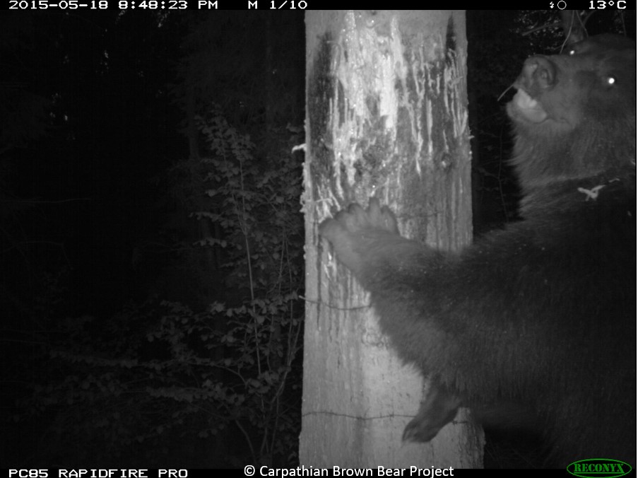 First evidence of individual differences in damage-making behaviour in brown bears @CarpathianB @INCPoland 📊 1/3 of the estimated population caused damages; 33% of the damage-makers classified as 'problem individuals' showing repetitive behaviour 🐻 besjournals.onlinelibrary.wiley.com/doi/epdf/10.11…