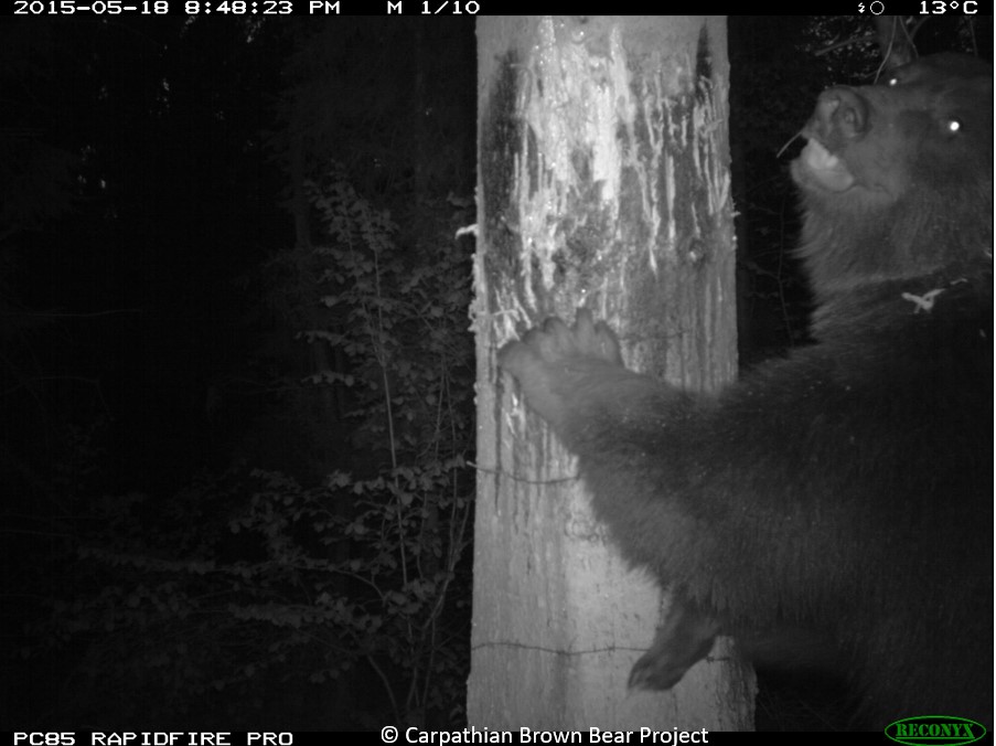 First evidence of individual differences in damage-making behaviour in brown bears <a href="/CarpathianB/">CarpathianBear</a> <a href="/INCPoland/">Institute of Nature Conservation PAS</a> 📊

1/3 of the estimated population caused damages; 33% of the damage-makers classified as 'problem individuals' showing repetitive behaviour 🐻

besjournals.onlinelibrary.wiley.com/doi/epdf/10.11…