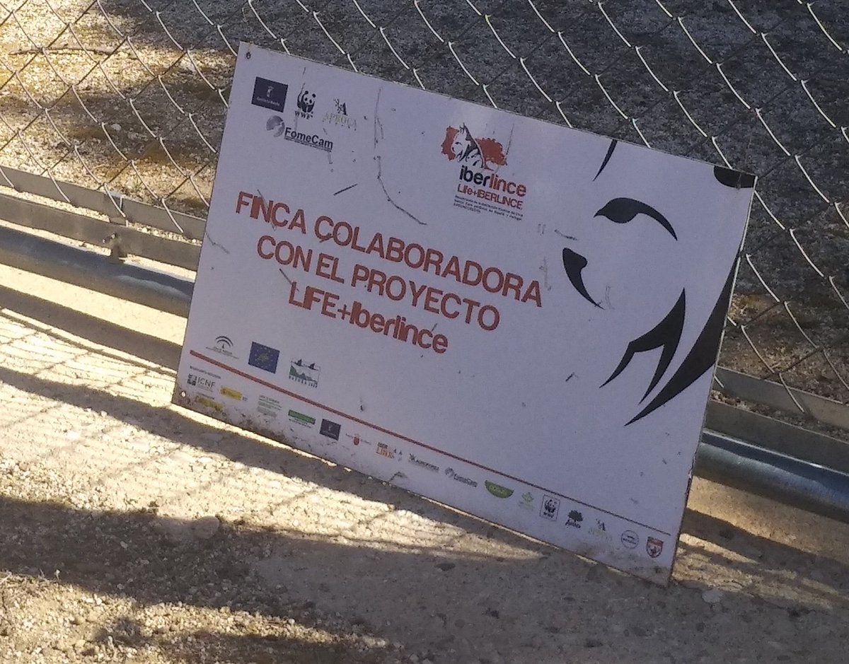 _Beoliest_'s tweet photo. 🐾 Proyecto Life+IberLince🐾
           Finca " El  Castañar" https://t.co/JZPqxS50lr