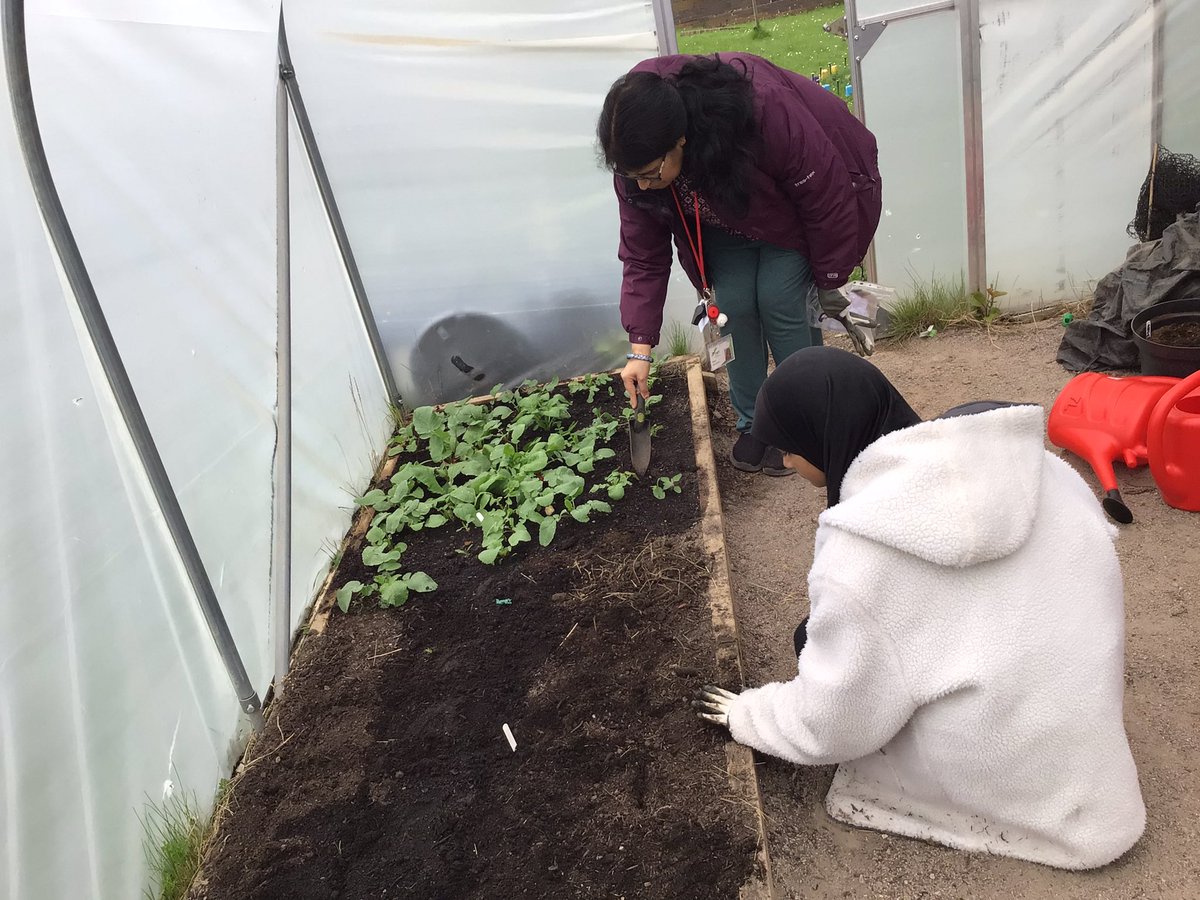 This week Eco Club were replanting strawberry plants and planting radish and beetroot seeds in the poly tunnel. 🍓🪴🌱