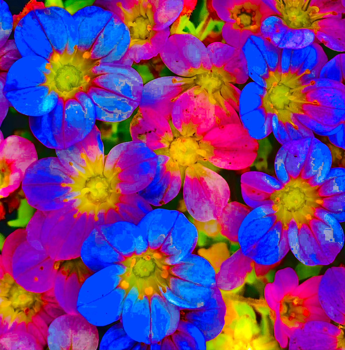 TheKateEscapes's tweet image. #ColourSplash #AbstractColour #PaintLike #flowerphotography #Flower #Floral #Nature #Photography