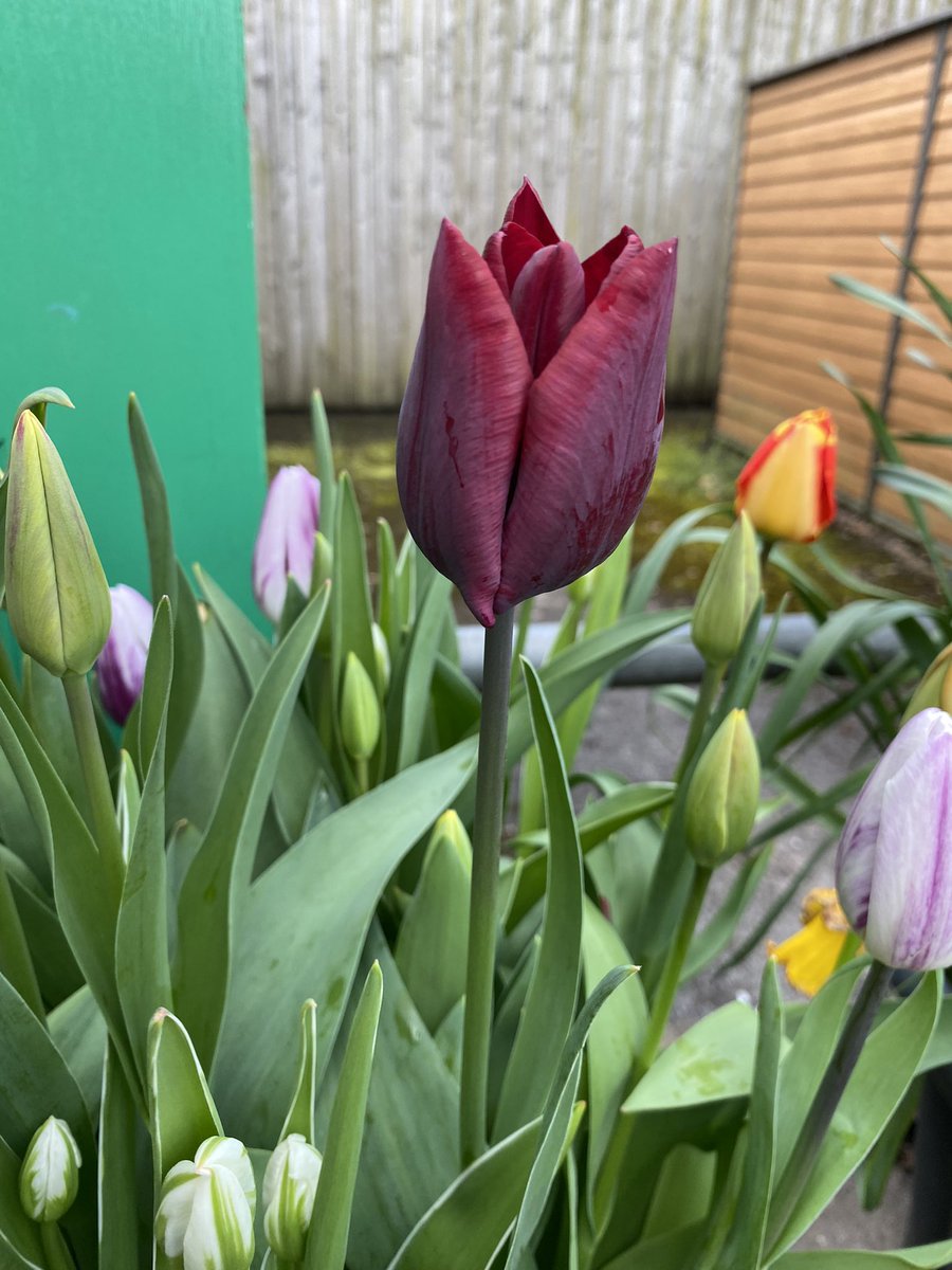 PerryfieldsS's tweet photo. @GWandShows Planted in the Autumn by our pre-school children.  They are so excited to see our beautiful tulips and keep telling us what colour they are 🥰 https://t.co/FPa1WU9NNq