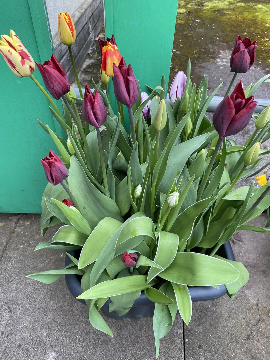 PerryfieldsS's tweet photo. @GWandShows Planted in the Autumn by our pre-school children.  They are so excited to see our beautiful tulips and keep telling us what colour they are 🥰 https://t.co/FPa1WU9NNq