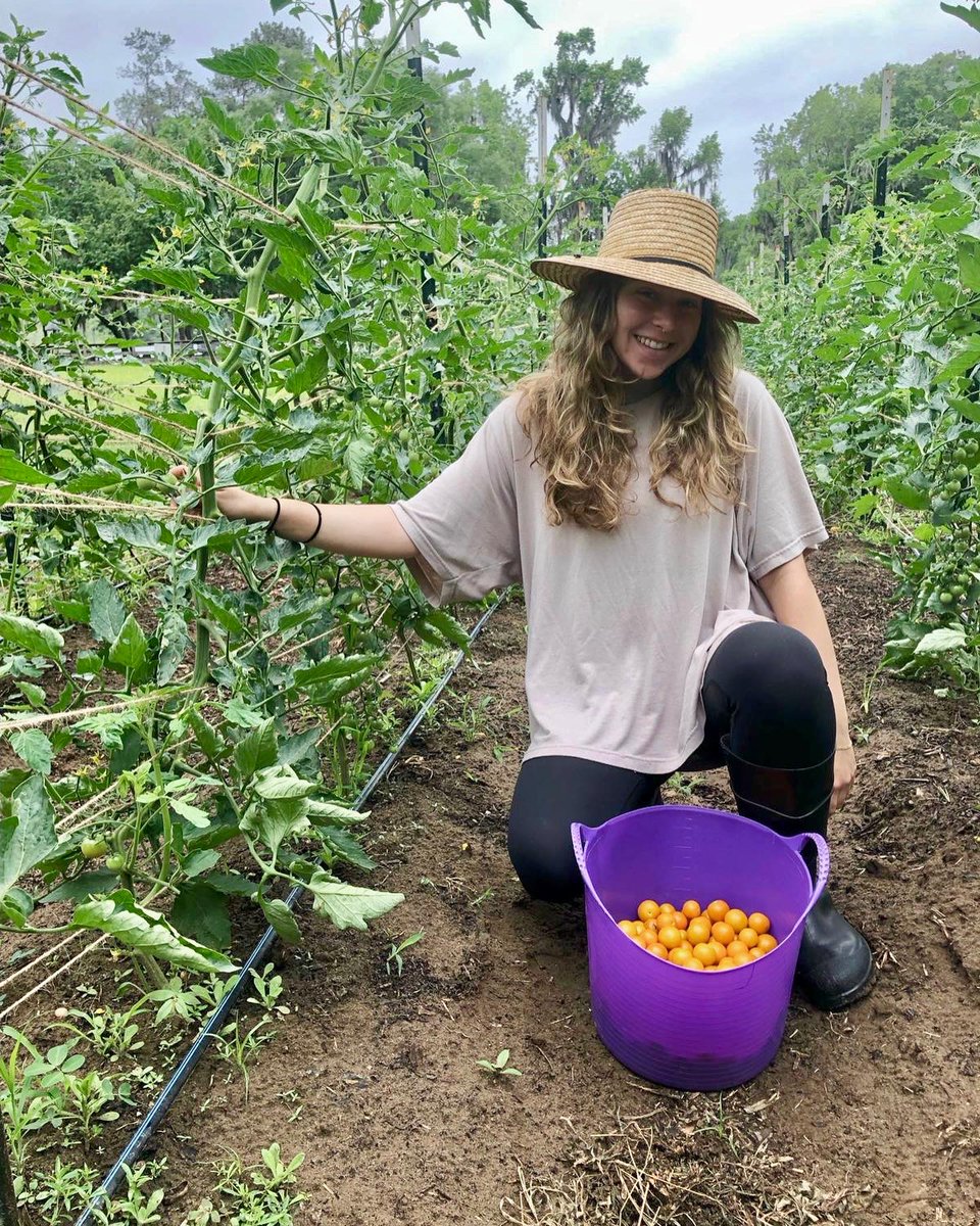 UF Field & Fork tweet media