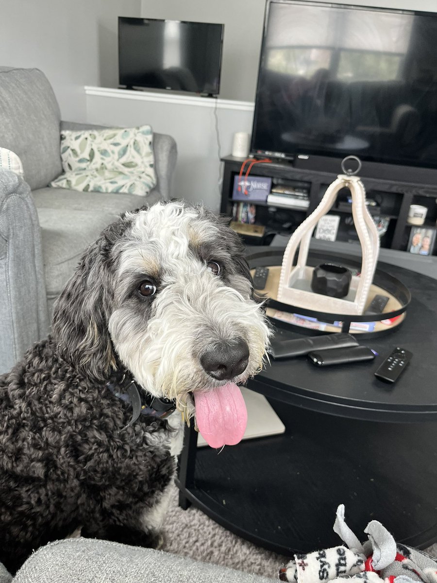 charcoal1017's tweet photo. This picture of Cooper is getting me through Wednesday. https://t.co/fboRizW60U