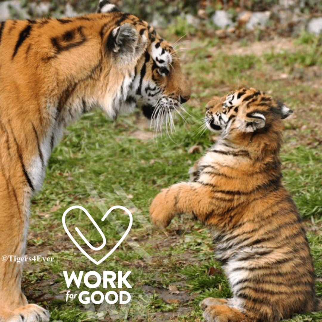 #SmallBusinesses can help us to save wild #Tigers by linking donations to their products & services. Donate to us via @workforgooduk & they’ll help you do it in an easy sustainable way at workforgood.co.uk Let them know that we sent you #WorkForGood #WednesdayThought