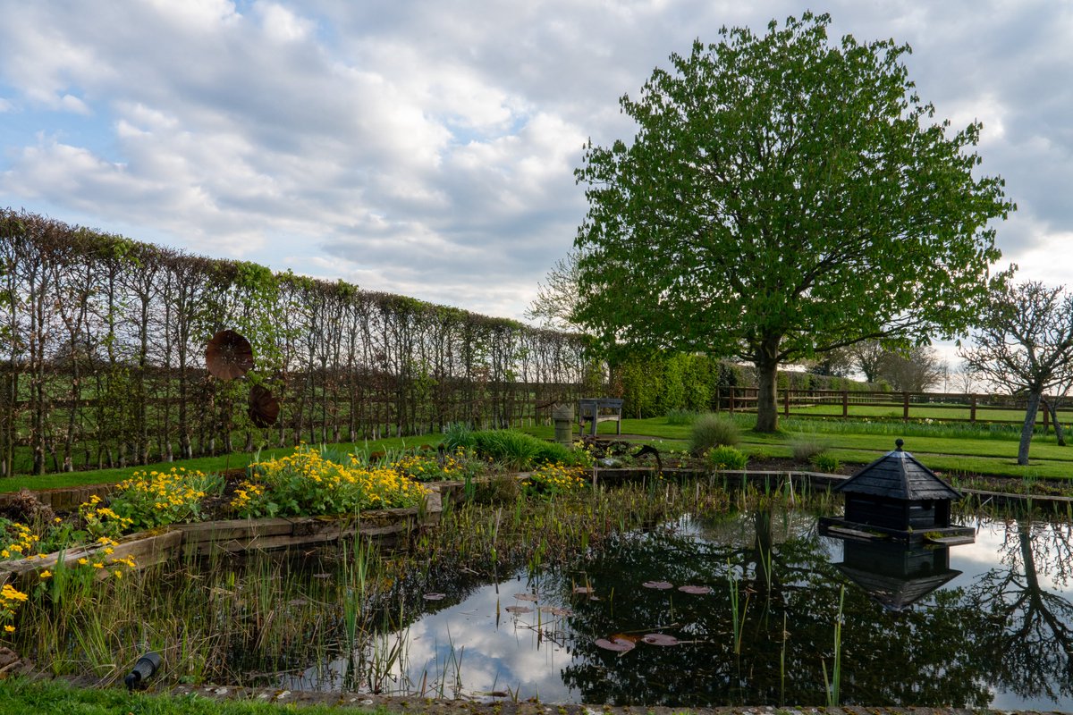 HertfordshirNGS's tweet photo. This Sunday! Beesonend House #Harpenden #Hertfordshire AL5 2AB is open 11am-4.30pm. 4 distinct stunning #garden areas set around the house, #pleached hedges, Lebanese pine, lawns, pond, orchard and eucalyptus. Pay online or at the gate. More info: https://t.co/NgK0Oc8qSL https://t.co/l2JHExk8bJ