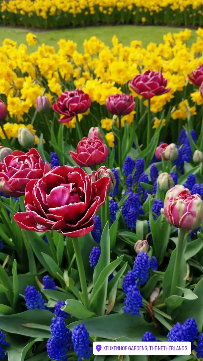 BethanJV's tweet photo. In flower heaven at Keukenhof ❤️🌷❤️ https://t.co/v5NiZGPWuD