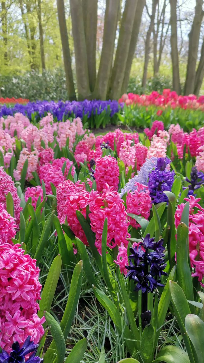 In flower heaven at Keukenhof ❤️🌷❤️