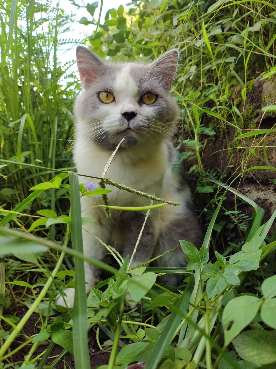 mydeeap's tweet photo. Hai, kenalin ini luki. Dia kucing yang ayahku bawa di bulan april tahun lalu. Waktu itu umurnya masih satu bulan. Majikan sebelumnya gabisa rawat dia karna terlalu banyak kucing dirumahnya, jadi ayahku mutusin buat rawat luki. https://t.co/fkH3QUrYmb