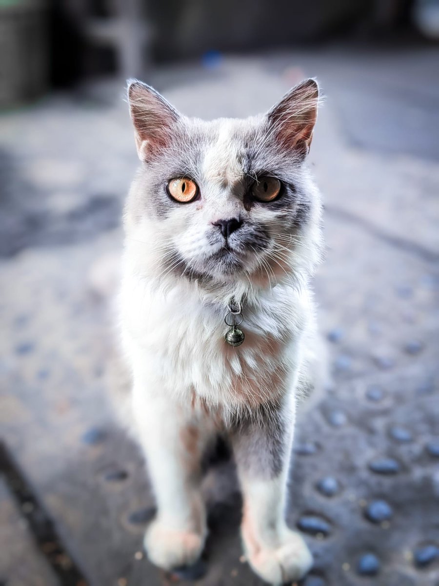 mydeeap's tweet photo. Hai, kenalin ini luki. Dia kucing yang ayahku bawa di bulan april tahun lalu. Waktu itu umurnya masih satu bulan. Majikan sebelumnya gabisa rawat dia karna terlalu banyak kucing dirumahnya, jadi ayahku mutusin buat rawat luki. https://t.co/fkH3QUrYmb