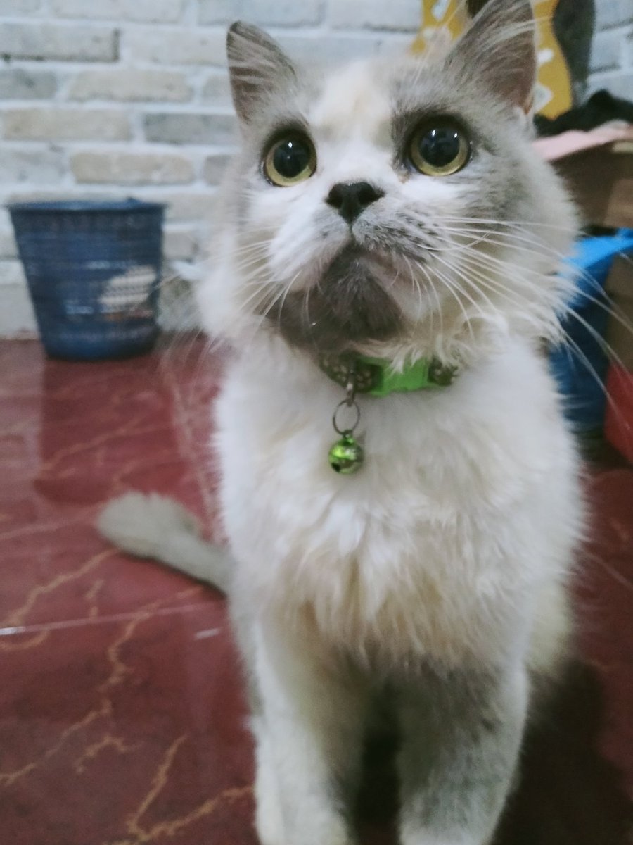 mydeeap's tweet photo. Hai, kenalin ini luki. Dia kucing yang ayahku bawa di bulan april tahun lalu. Waktu itu umurnya masih satu bulan. Majikan sebelumnya gabisa rawat dia karna terlalu banyak kucing dirumahnya, jadi ayahku mutusin buat rawat luki. https://t.co/fkH3QUrYmb