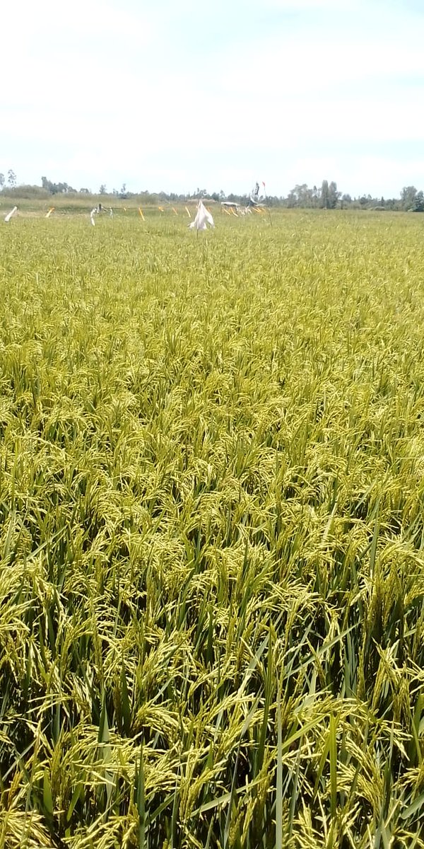 anokelo's tweet photo. Rice farming at its best https://t.co/BEQsL7ESCc