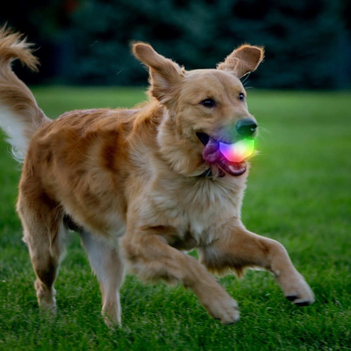 NiteIze's tweet photo. Let's just give the #bluecheckmarks to the dogs and call it a day https://t.co/v0hItQWNuG
