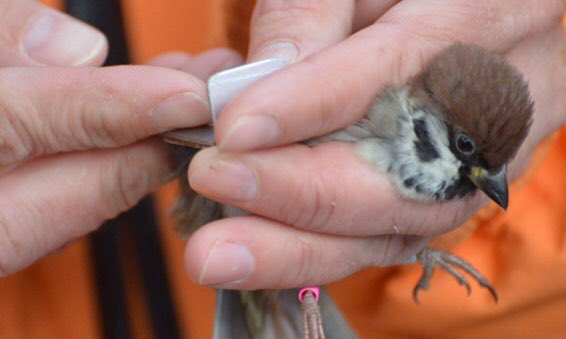 GRUPO RAGA tweet media