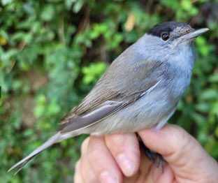 GRUPO RAGA tweet media