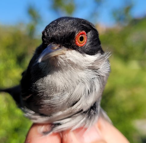 GRUPO RAGA tweet media