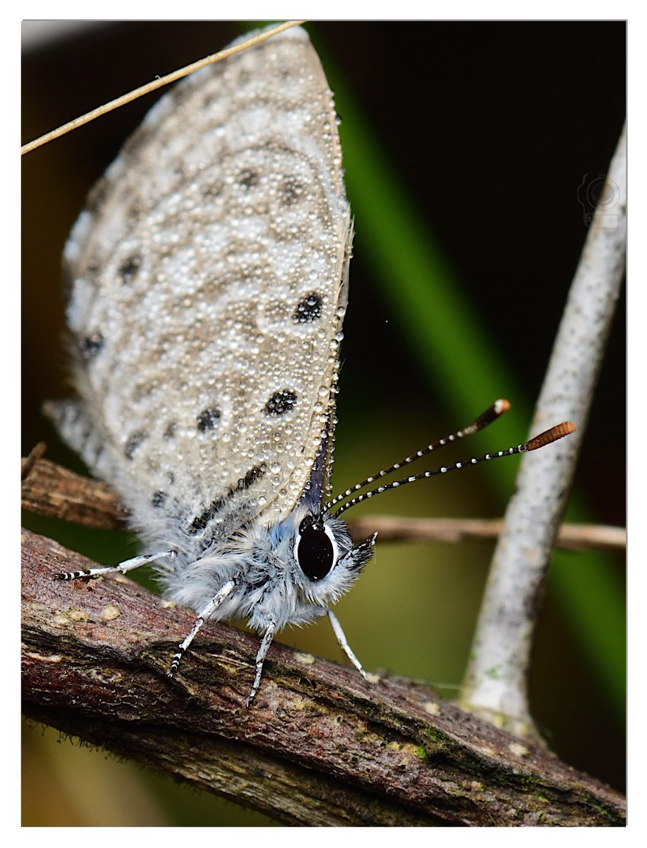 Closeup of a Butterfly

#photography
#birds
#IndiAves
#ThePhotoHour
#PhotoOfTheDay
#nikon
#NikonIndia
#BirdsOfTwitter
#Birdsoftheworld
#photographylovers
#natgeoindia
#TwitterNatureCommunity
#Macro 
#macrophotography