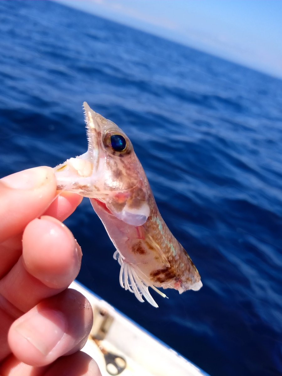 パセリかとう tweet media