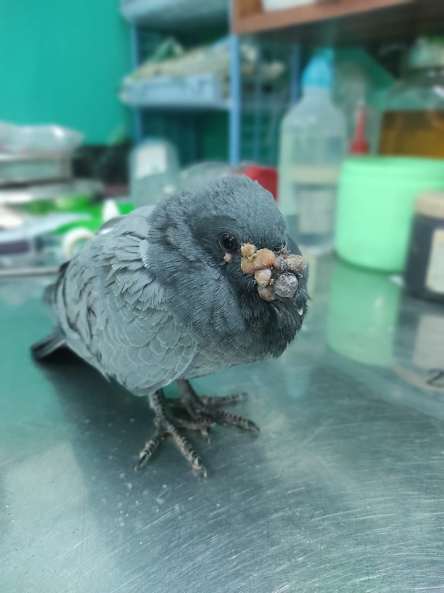 One of our recent intakes—this poor injured #pigeon 😔 #allthatbreathes #wildliferescue #birdrehab