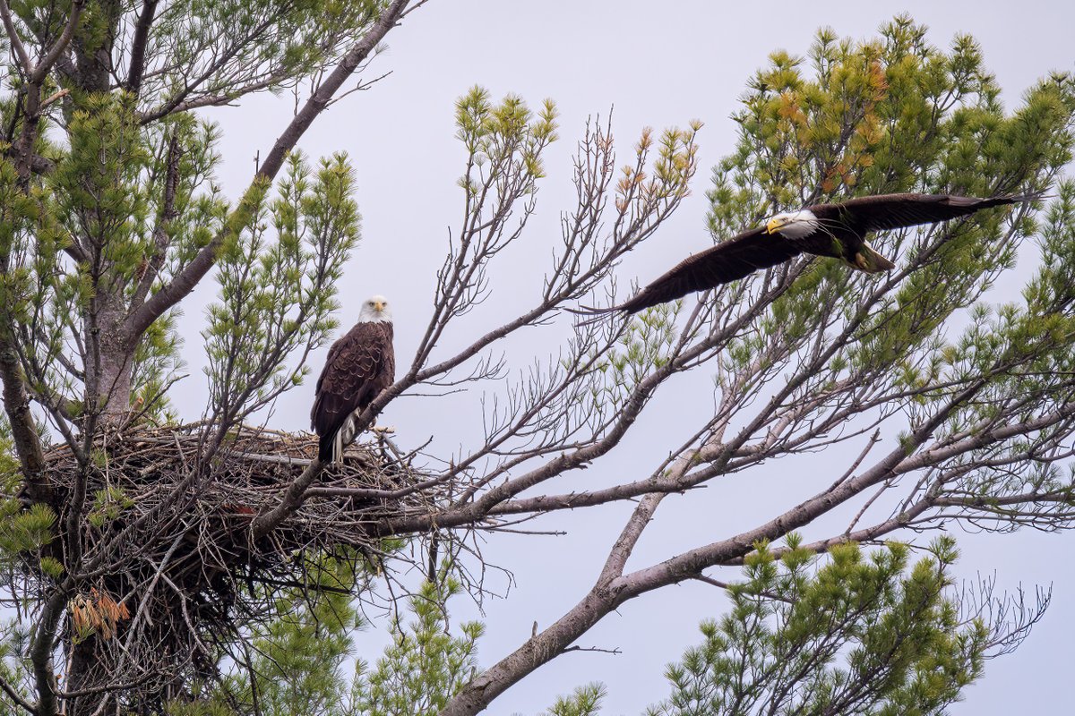 WickedDarkPhoto's tweet photo. Stick delivery! #BaldEagle #birdphotography #birding #wildlifephotography #WildlifeWednesday #eagles #Wisconsin #NaturePhotography #TwitterNatureCommunity #naturelovers #naturebeauty https://t.co/UWPmixbCXw