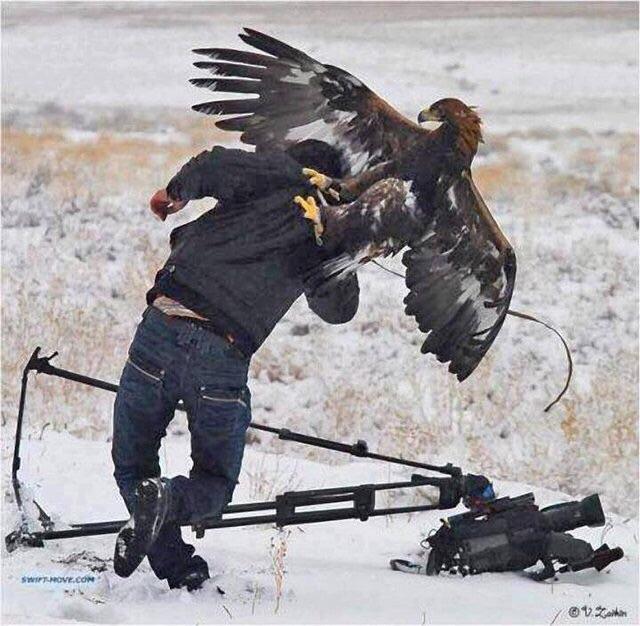 TerrifyingNatur's tweet photo. Man getting attacked by a fully grown Kazakhstan Eagle https://t.co/HAM4g0x9Js
