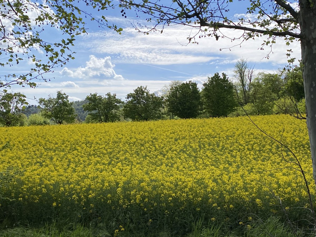 BFavaron's tweet photo. #colzainfiore #campi #colza #giallo #yellow https://t.co/HYjUlTPoTK