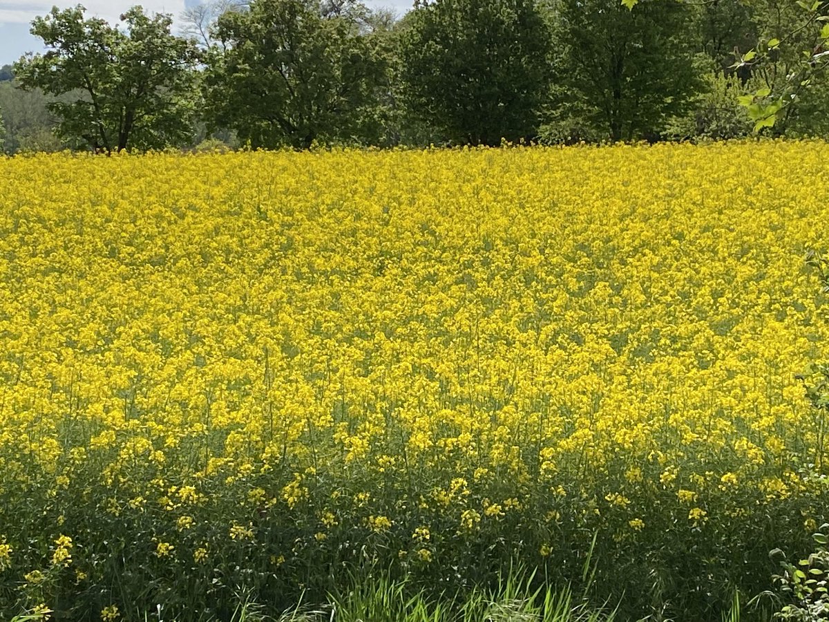 BFavaron's tweet photo. #colzainfiore #campi #colza #giallo #yellow https://t.co/HYjUlTPoTK