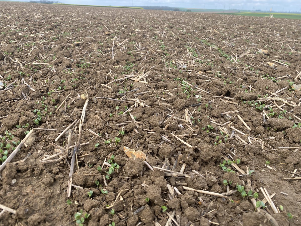 [#expérimentation sur #lin] 

Différentes modalités testées pour réduire les attaques d’ #altise : octoborate (solubor B210) et macération (thil'insect). 1er résultat encourageant avec l'utilisation d'octoborate -&gt; 45% de pieds intacts contre 30% sur le témoin ! A suivre !