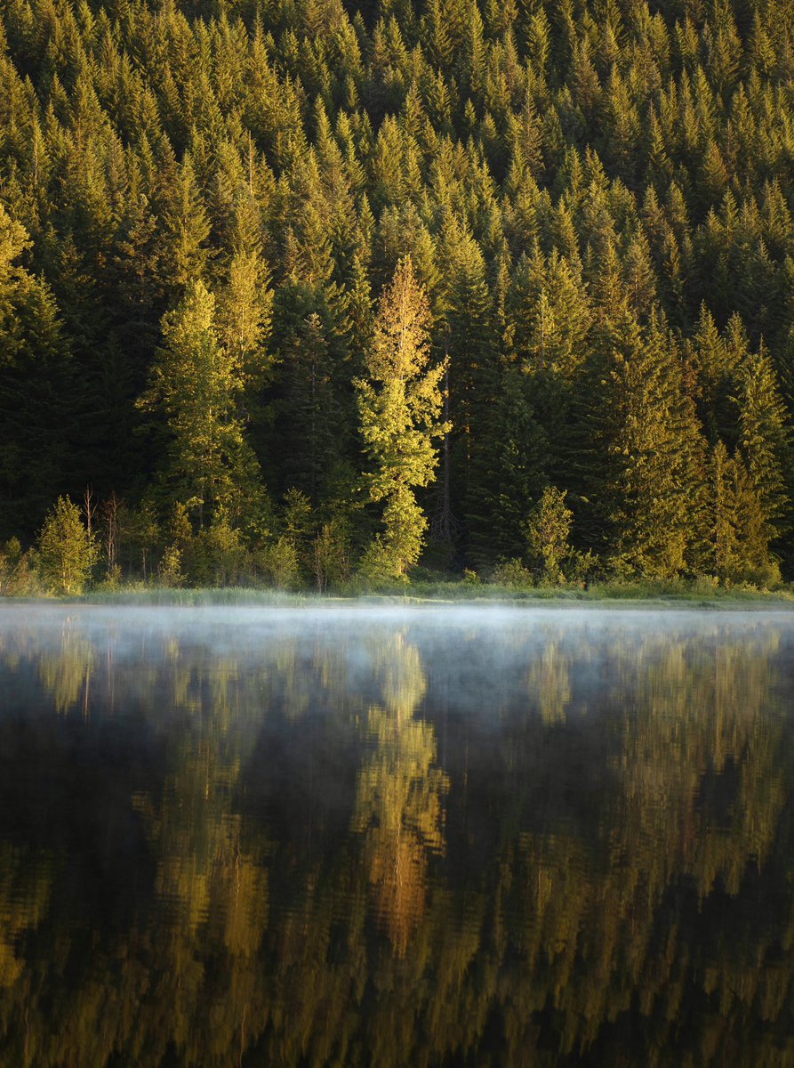 A Trillium gm 😶‍🌫️