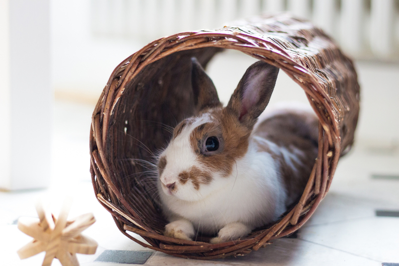 Tips to Keep Your Pet Bunny Engaged and Entertained  - domesticatedcompanion.com/like_259516/ #bunny #petbunny #pet