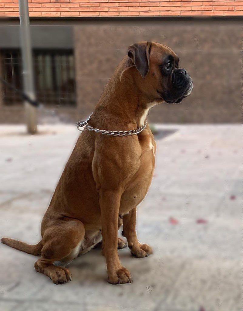 Aquesta preciositat és l’ Ati. Té cinc anys i porta xip. Algún fill de puta la va robar dilluns a Vacarisses. És dels meus amics <a href="/rachelATV/">La Rake</a> i <a href="/FerranReloaded/">Ferran 🖕 Reloaded. @acordxlaindepe</a> i se’ m trenca el cor de pensar el que estàn passant. Si us plau, feu màxima difussió! L’ hem de trobar!! GRÀCIES!! 🙏🏼❤️