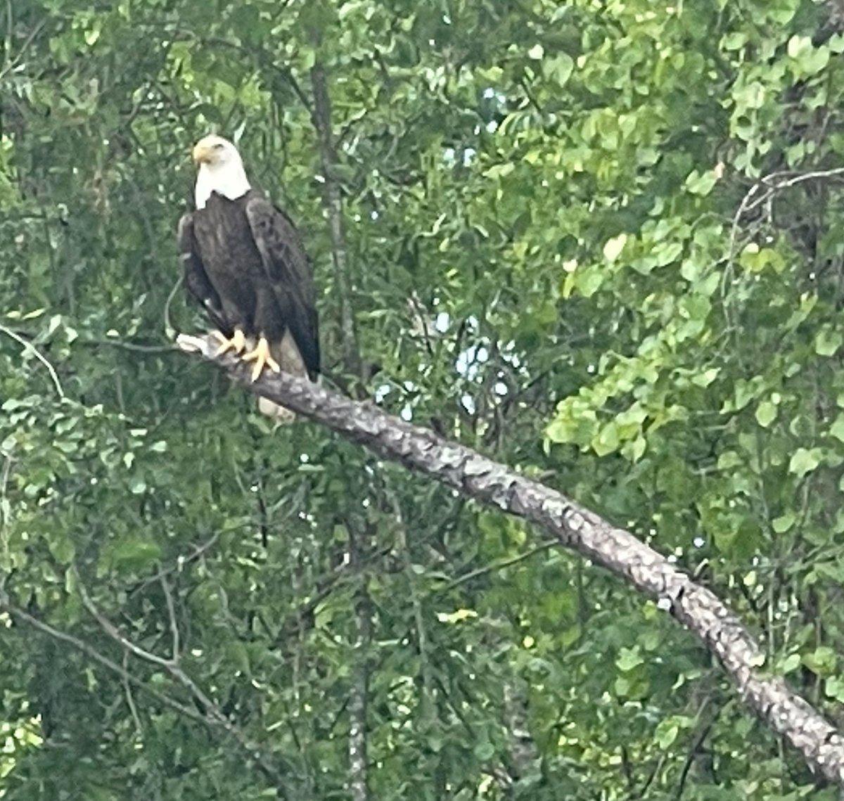 Town of Archer Lodge tweet media