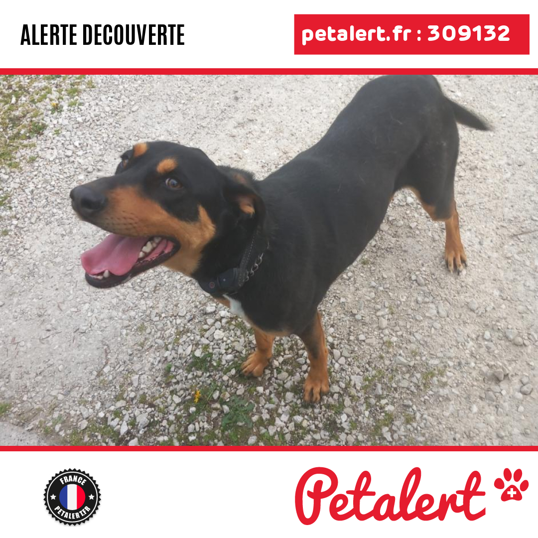 petalert_france's tweet photo. Trouvé #Chien #Isere #SaintAndreLeGaz #Petalert #PetAlert38 / https://t.co/nvwerPUbaL https://t.co/IADKaF9ndK