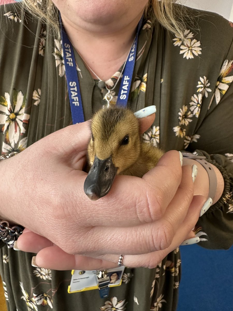 Day 9 - Miss Kavanagh enjoying some time with the ducklings today 🦆☺️